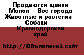 Продаются щенки Мопса. - Все города Животные и растения » Собаки   . Краснодарский край